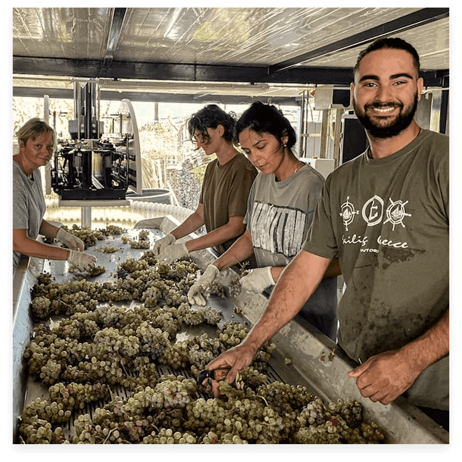 Vineyard team member