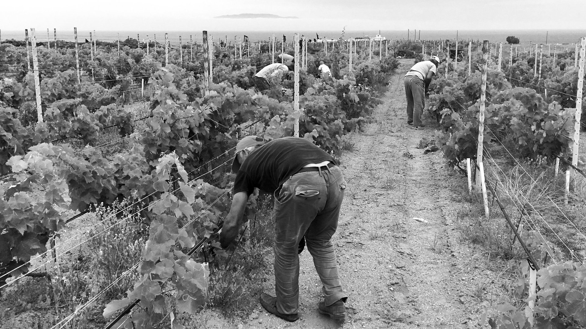 Harvesting Assyrtiko grapes by hand in the Santorini summer heat