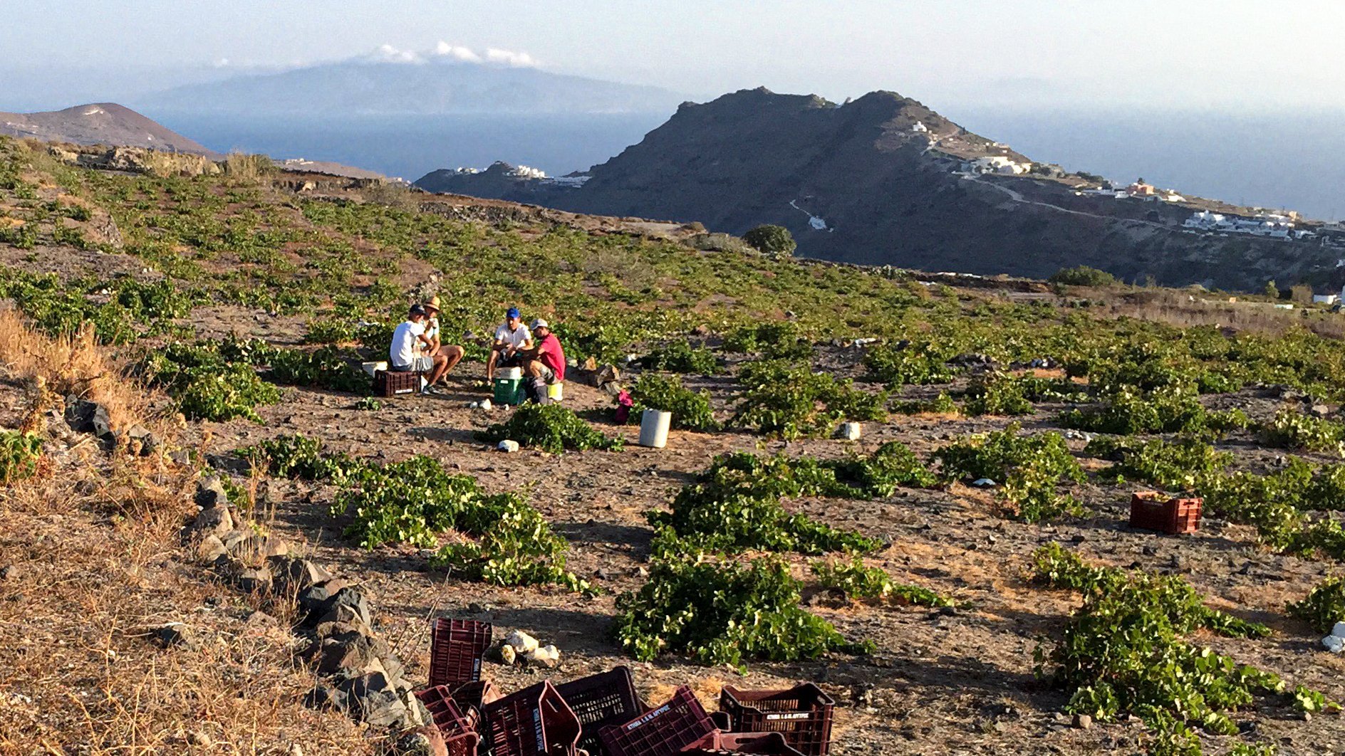 The kouloura vine weave trained low to the volcanic earth of Santorini