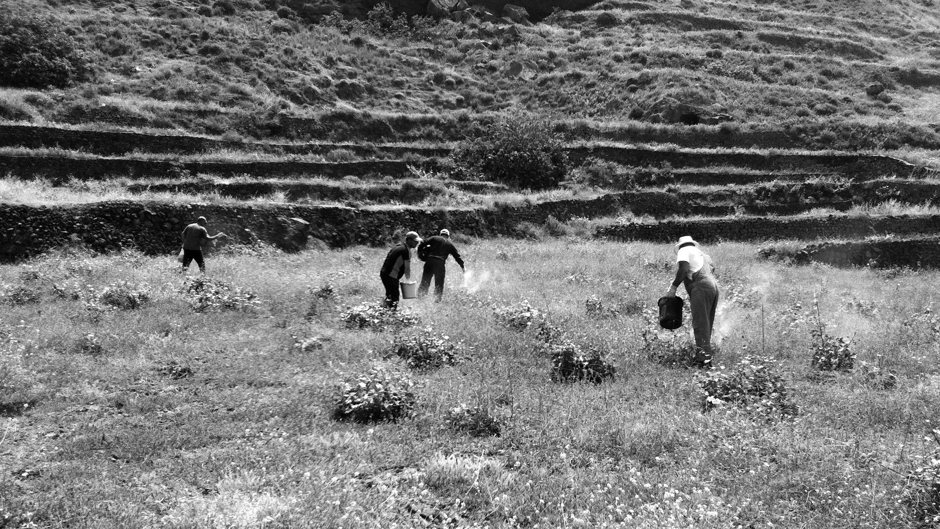 A worker carrying grape baskets through the OENO P Baxedes vineyard