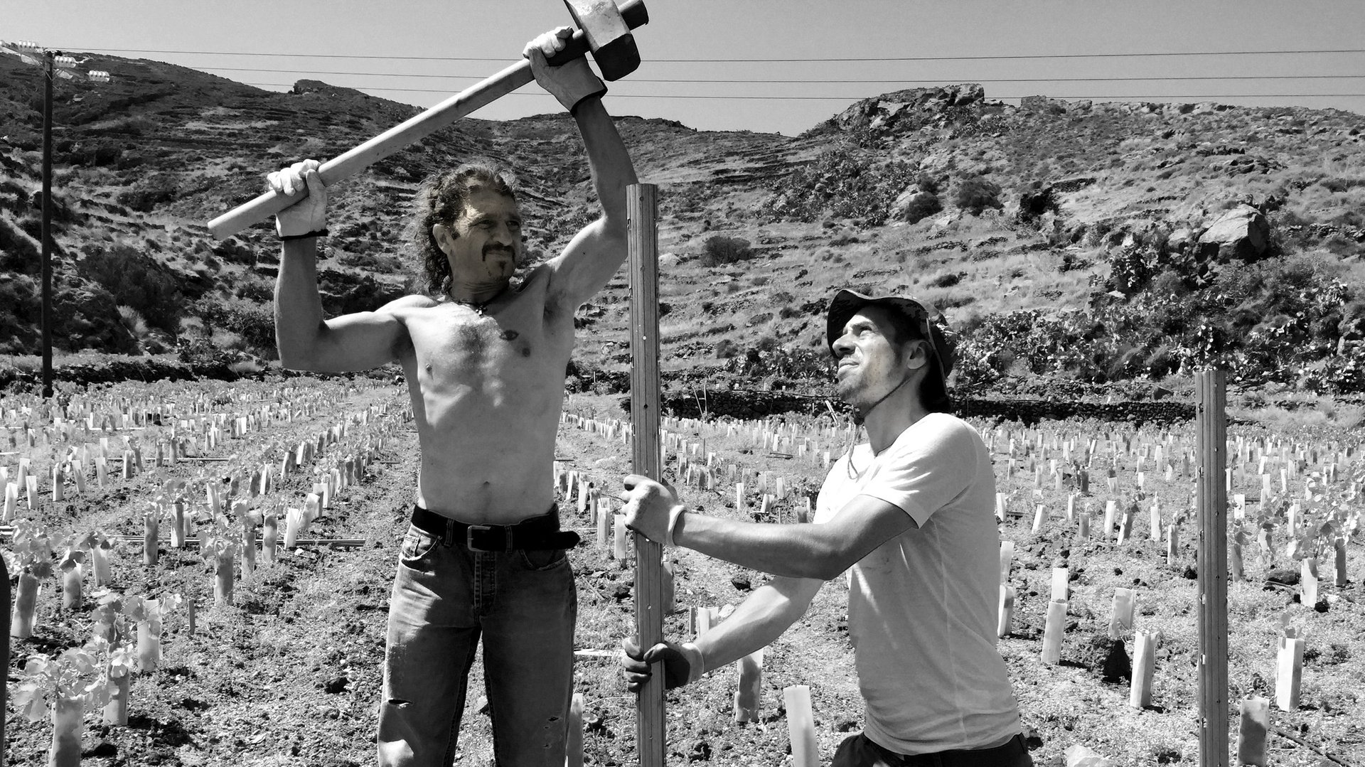 Vineyard rows at the OENO P estate stretching toward the Aegean Sea