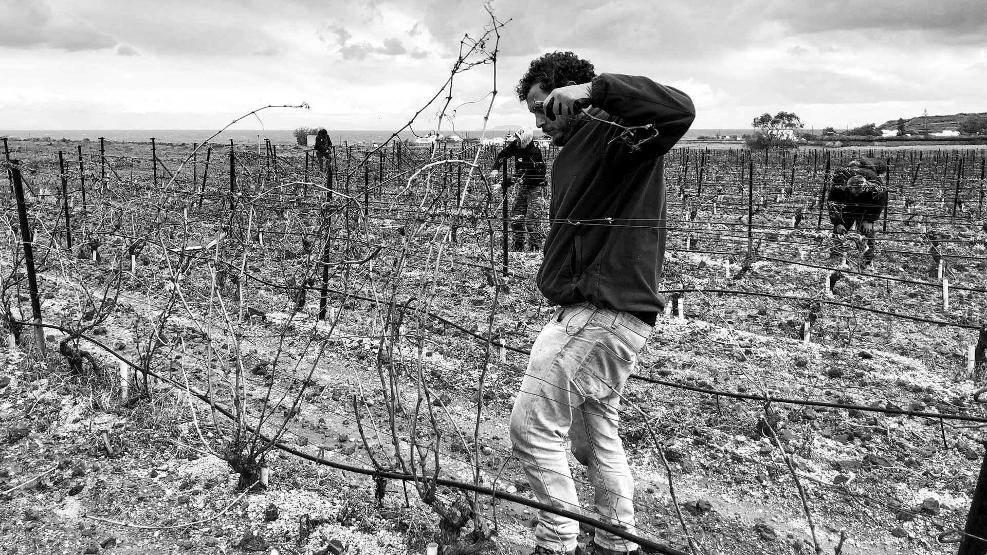 Paris Sigalas inspecting vines at the OENO P winery in Oia