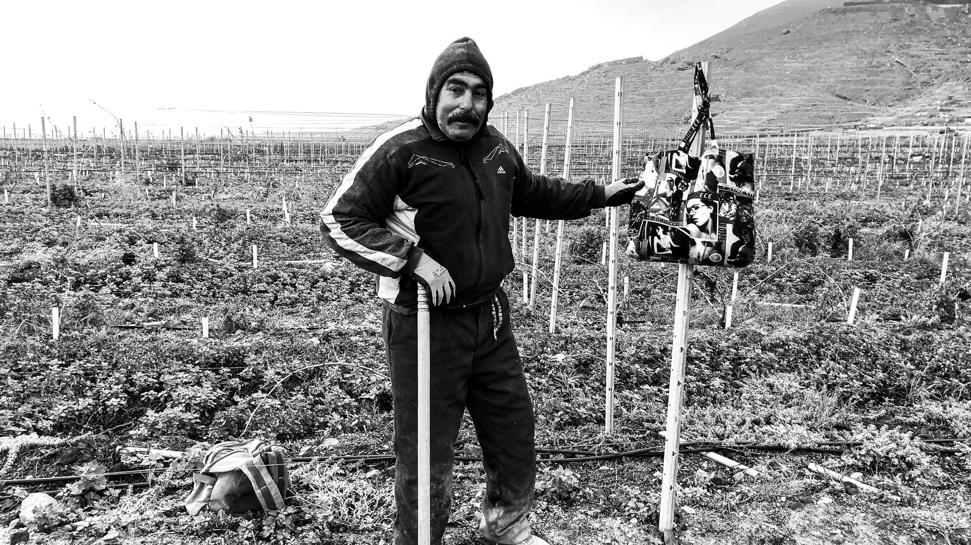 The interplay of man and vine in the Santorini volcanic landscape