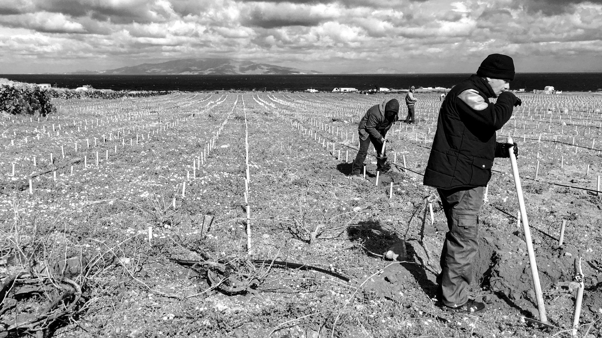 Grape harvest season at the OENO P estate - traditional hand-picking