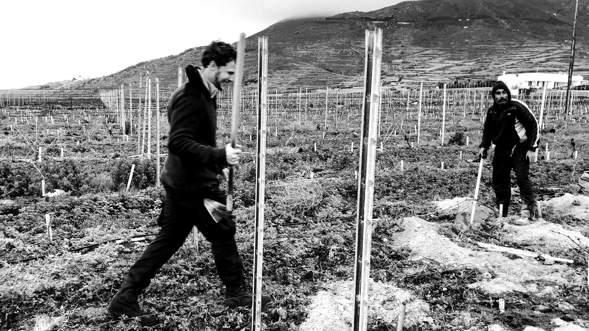 Winemaker at work among the ancient vines, Santorini PDO appellation