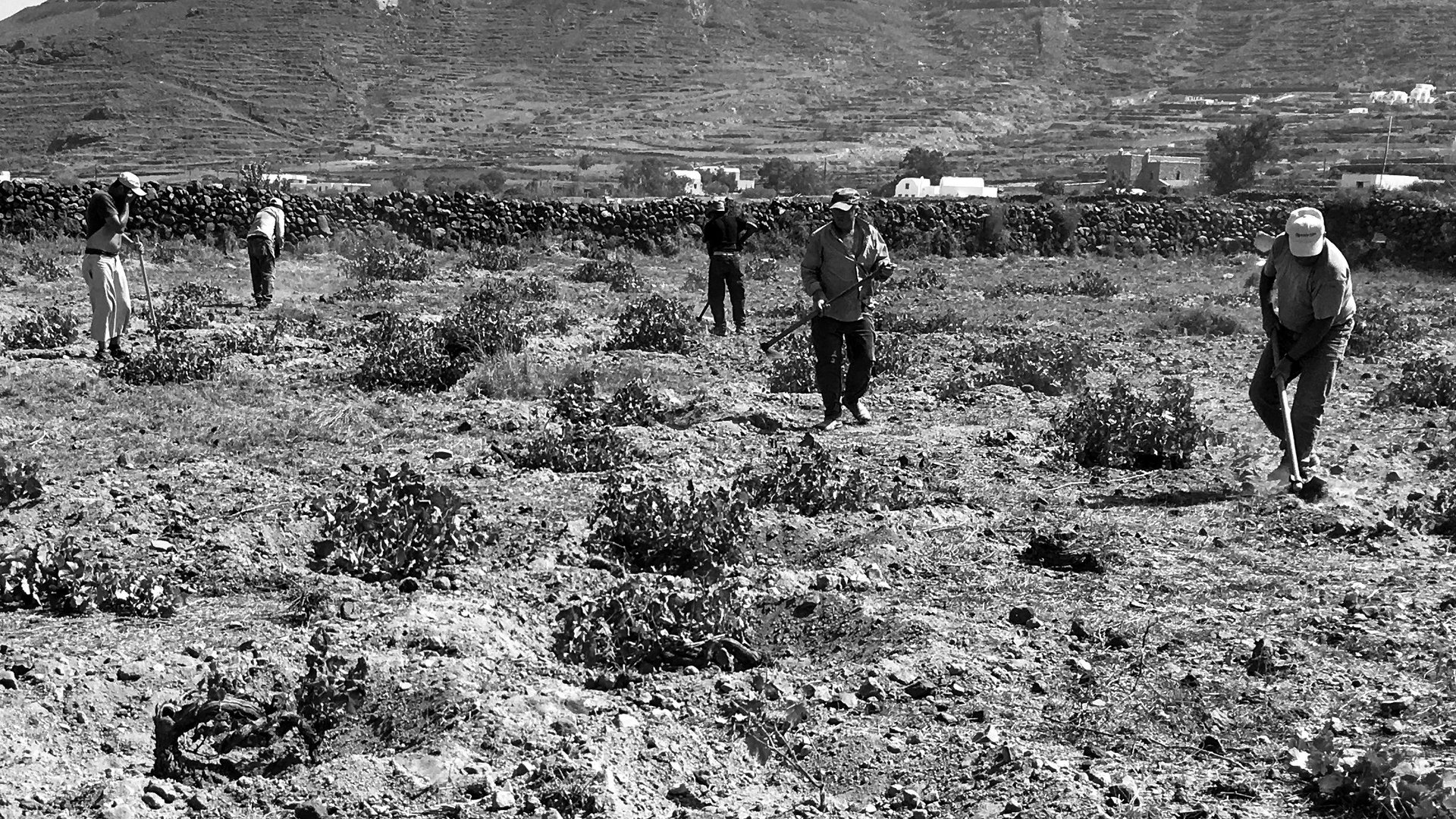 A vine cutter at work among the low-trained vines of the caldera
