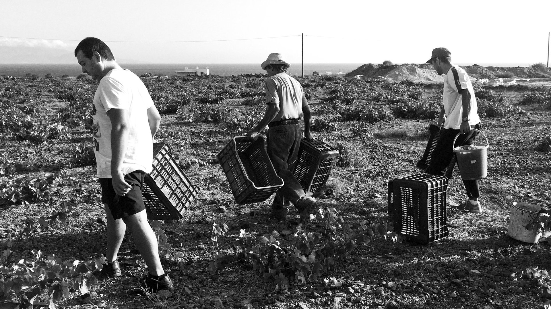 The winemaker Paris Sigalas walking through rows of Assyrtiko vines