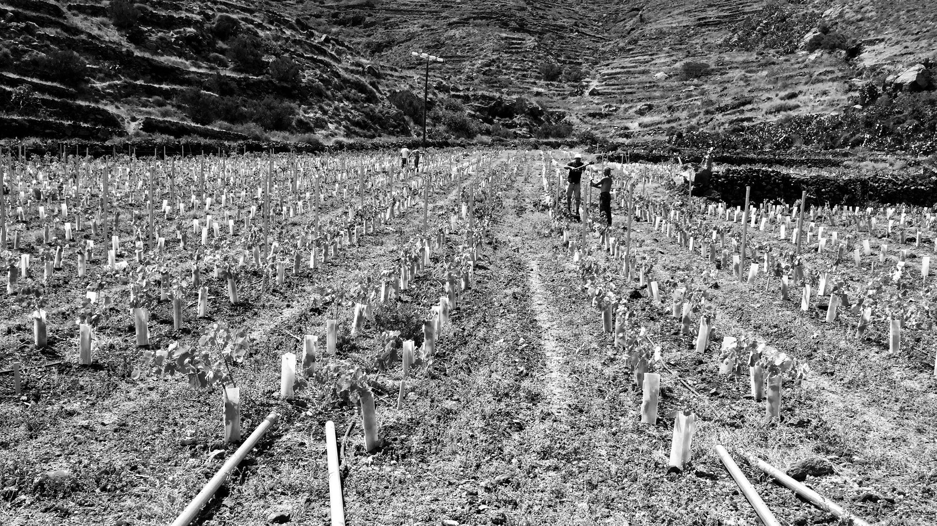 Vine roots reaching deep into the volcanic ash of Santorini