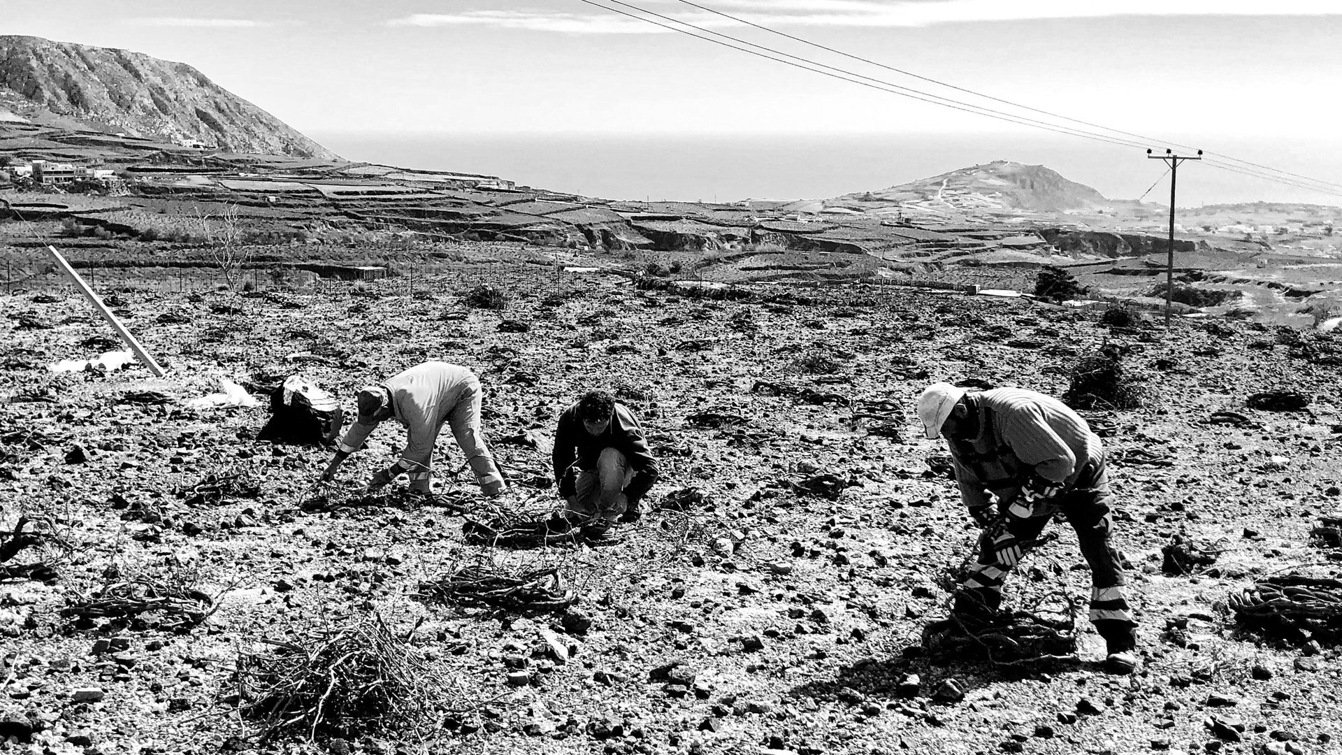 An ancient Santorini vine trained in the traditional kouloura basket shape