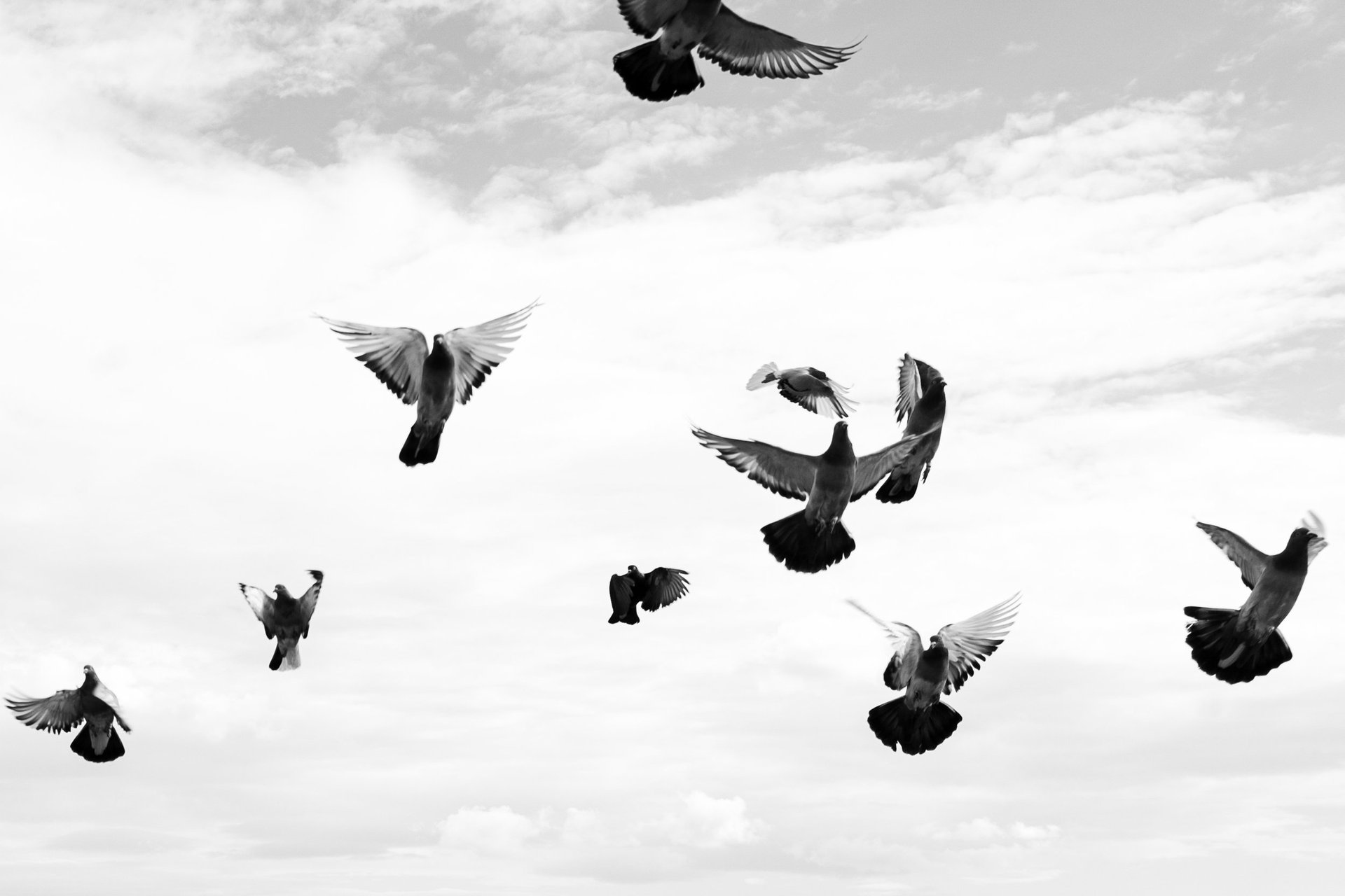 Pigeons nesting near the vines at the OENO P estate in Baxedes