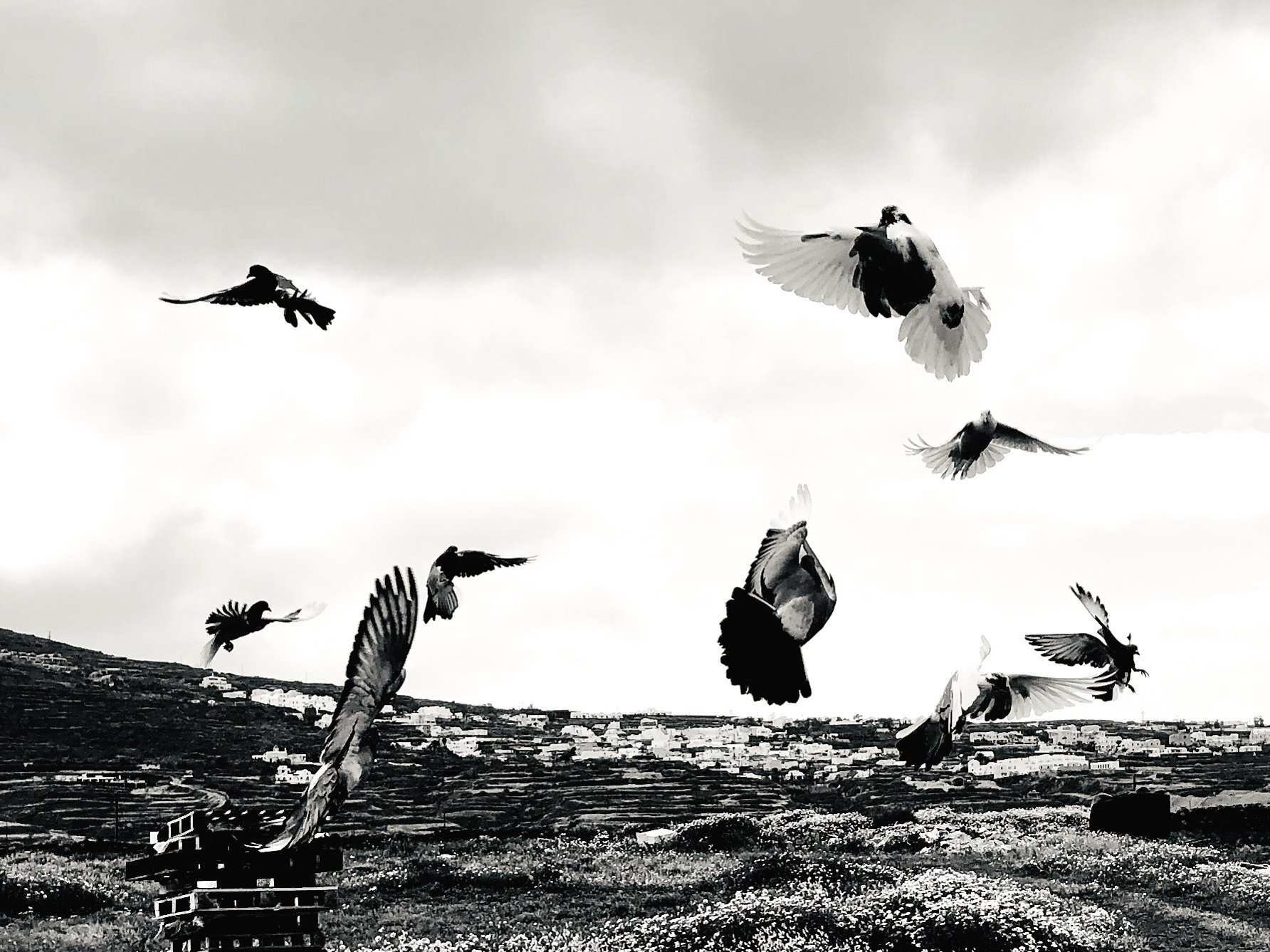 Two pigeons facing each other — duality in nature, Santorini