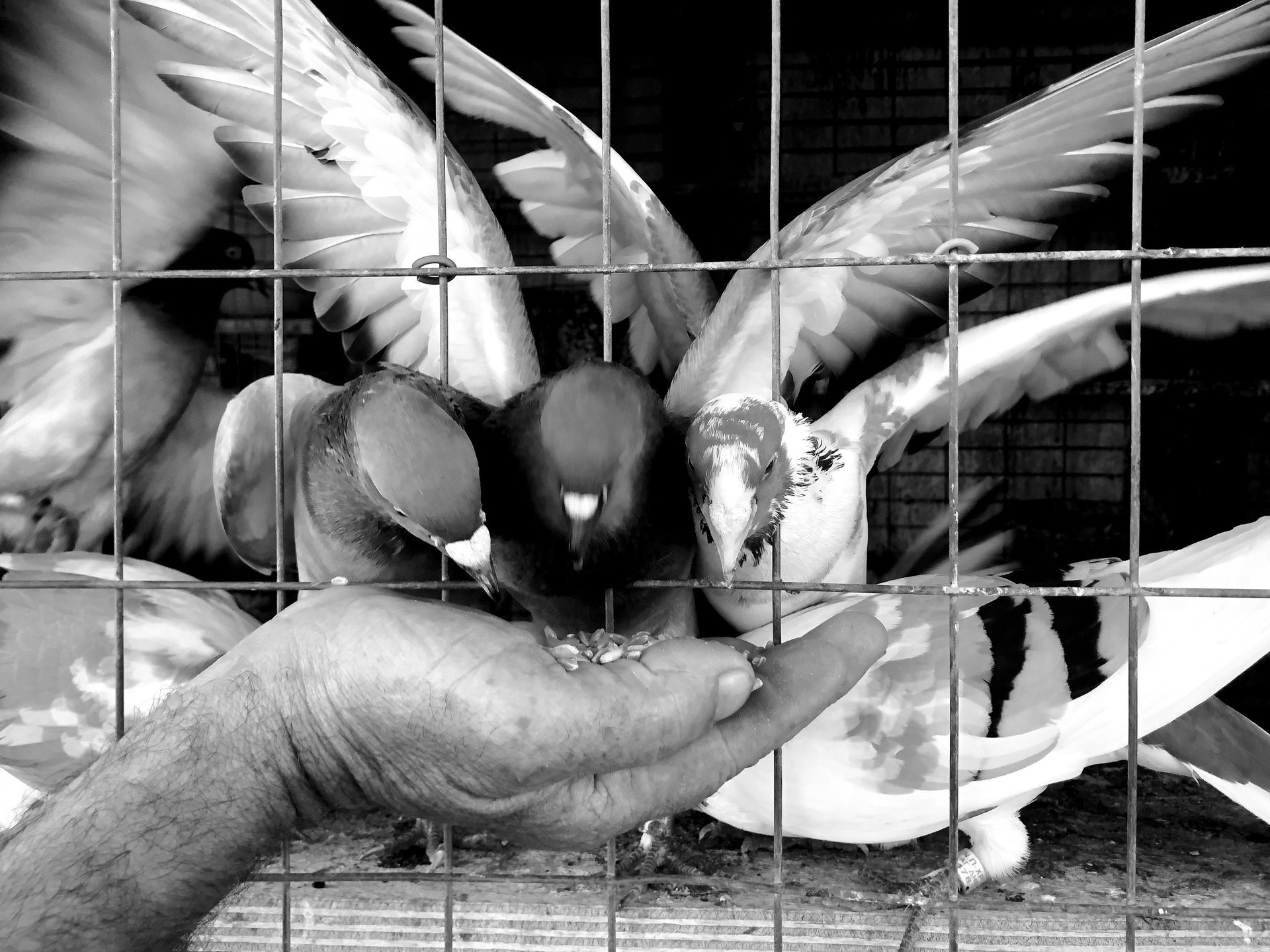 A Cycladic pigeon in flight with wings fully spread