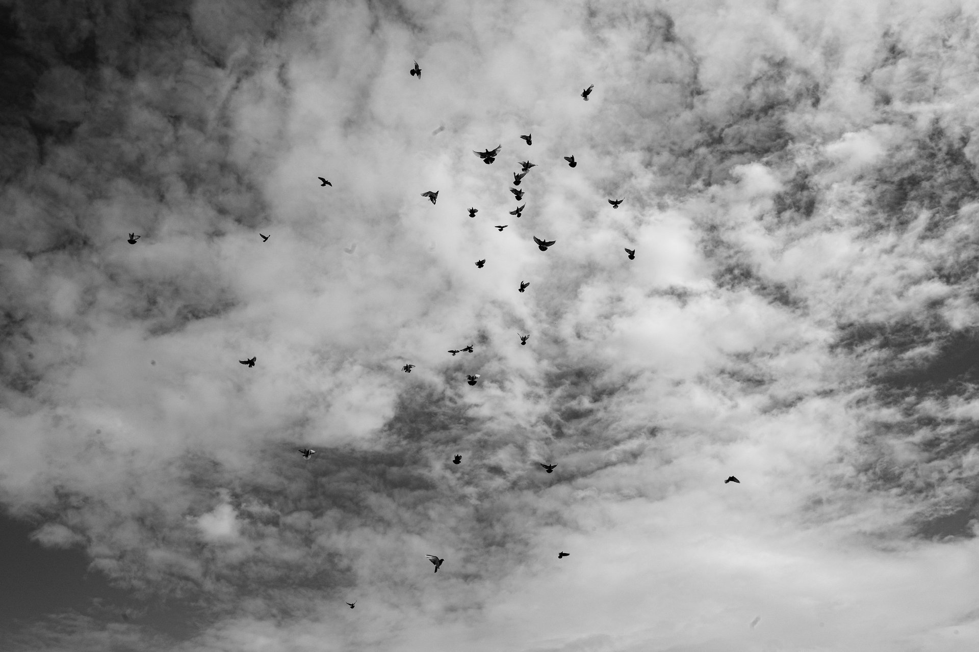 Pigeons and the crystalline Aegean light over the caldera