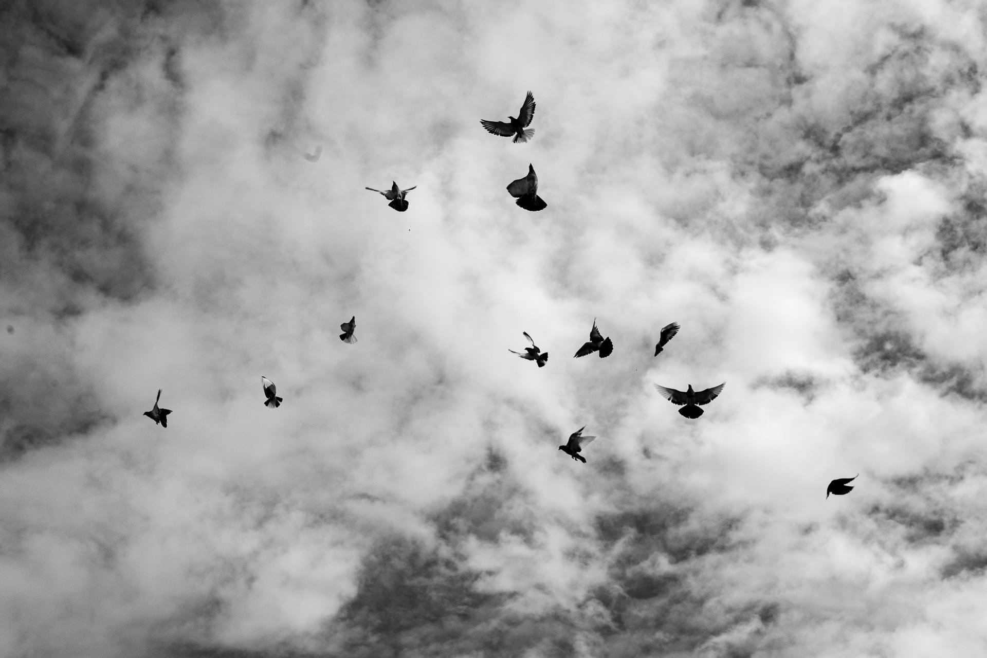 The OENO P estate in Baxedes with pigeons in the foreground