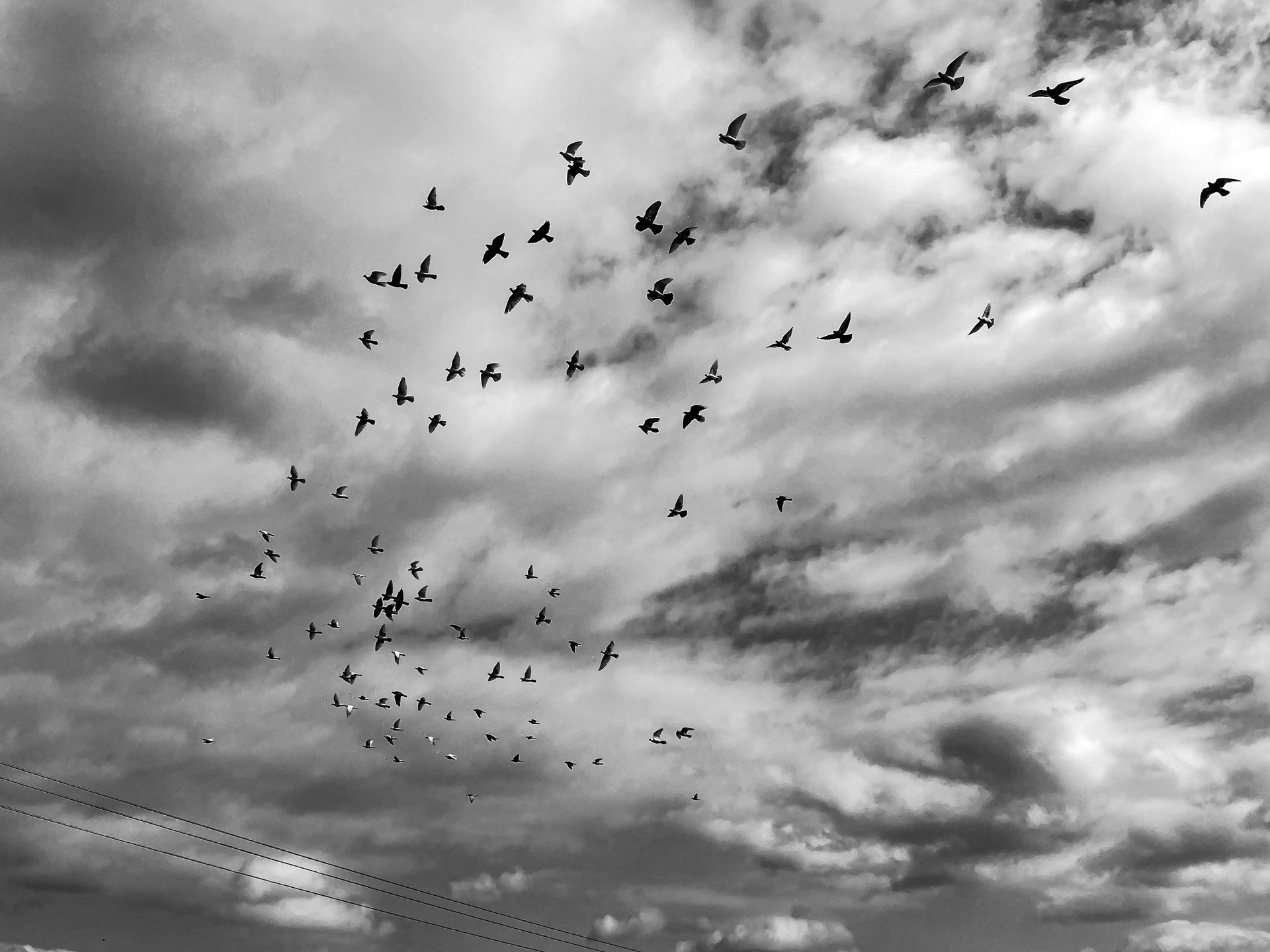 The Venetian pigeon breeding tradition continues in Santorini