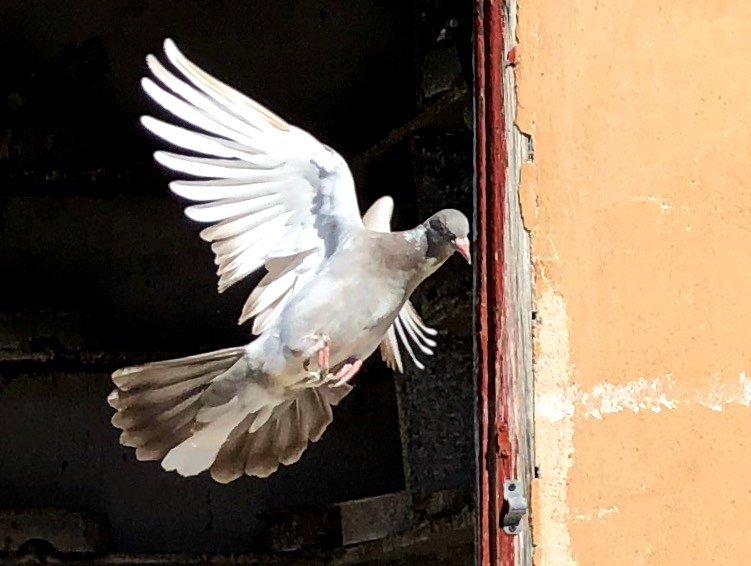 A pigeon at the Santorini vineyard at sunrise
