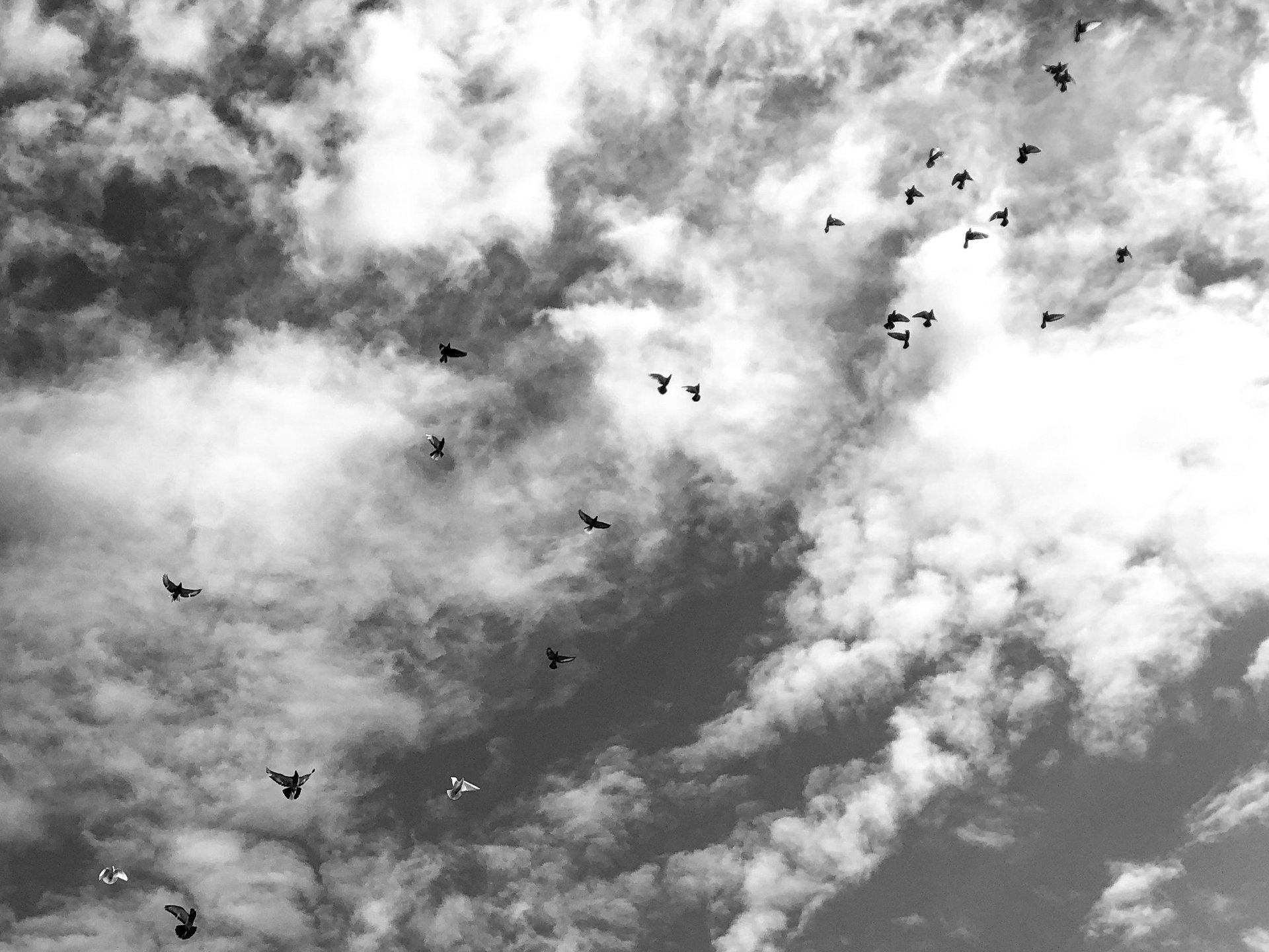 Pigeons over the Aegean in the last light of day