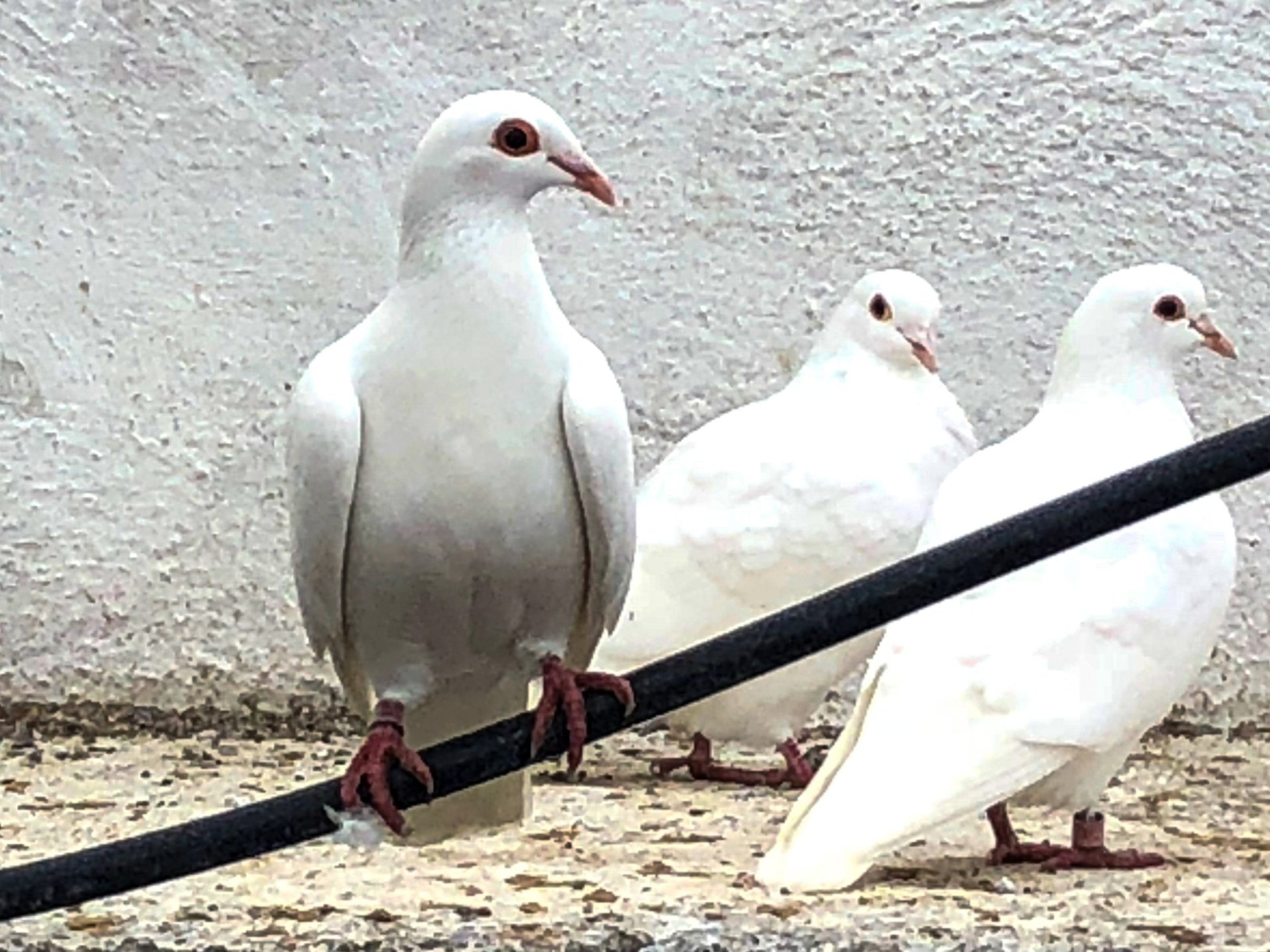 Pigeons perched on ancient stone at the OENO P winery