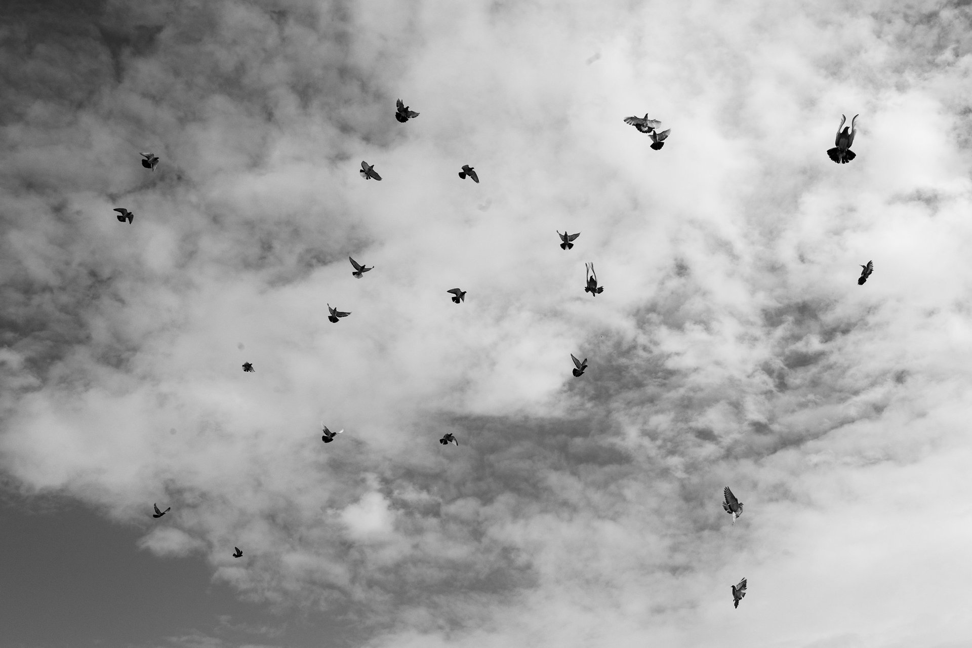 White pigeons on the volcanic rock of Santorini