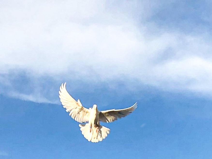 A pigeon resting beneath the Santorini sun