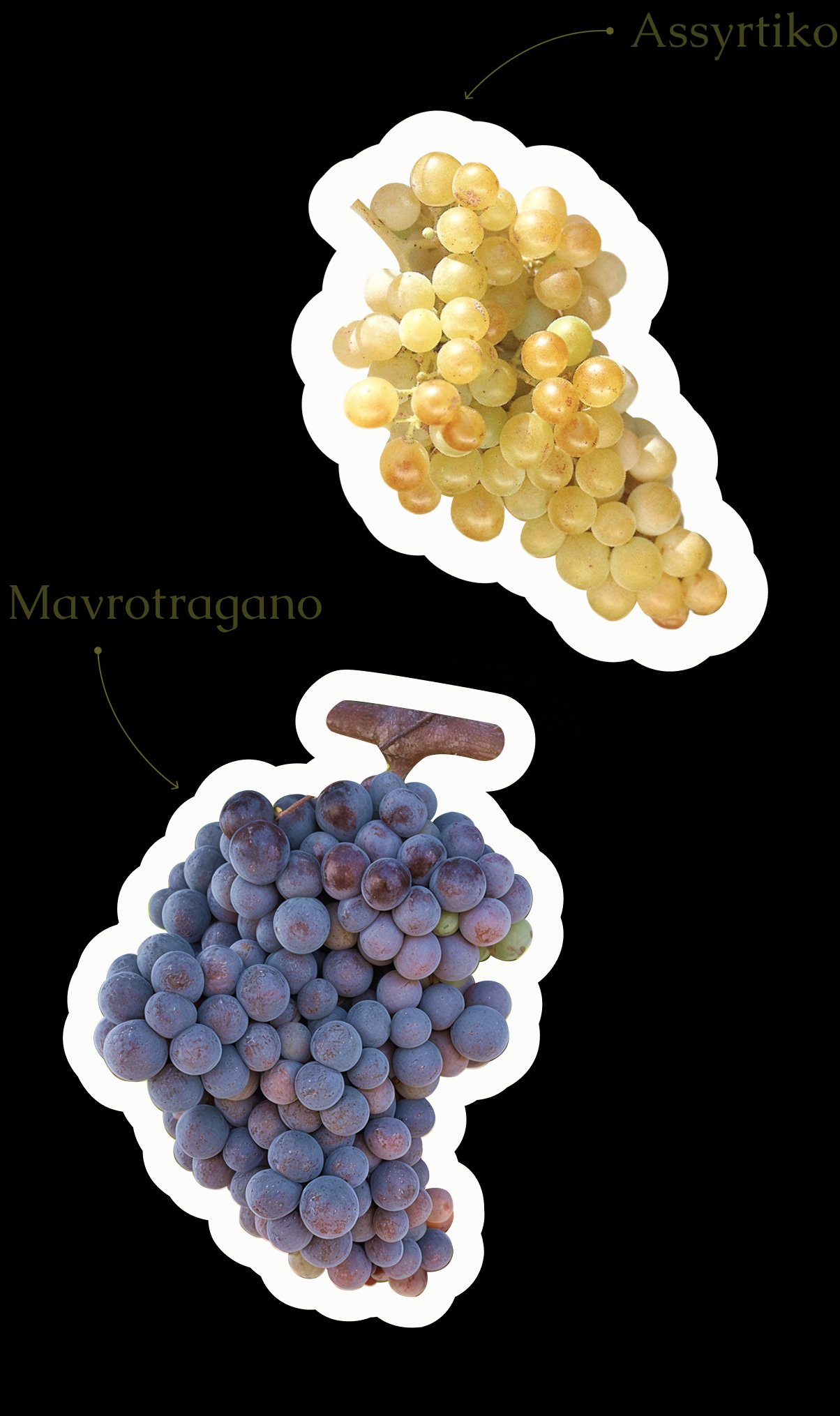 Grape Varieties