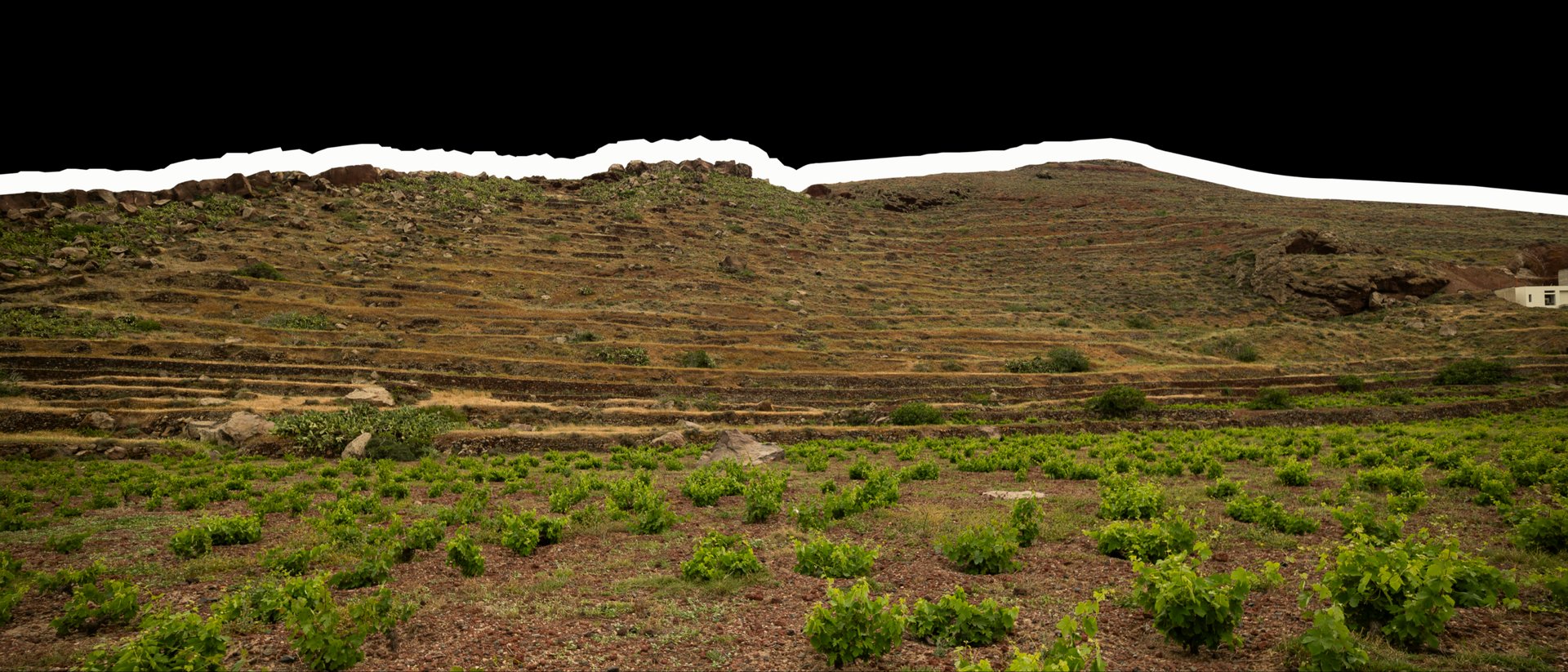 Santorini Vineyards