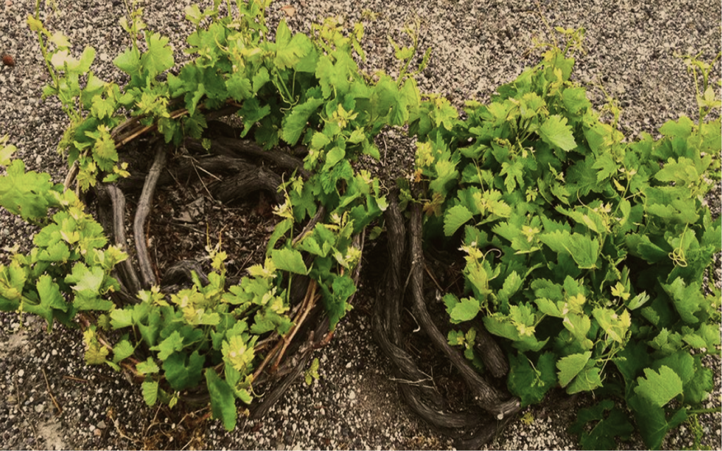 Santorini vineyard landscape